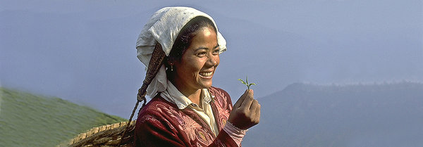 Teepflückerin zeigt beim Teepflücken ein Teeblatt